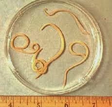 flat white worms in puppy poop flat white worms in puppy poop