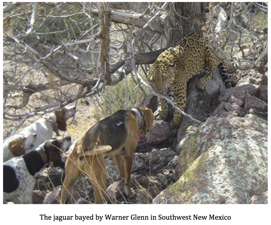 Texas Cryptid Hunter Jaguar Photographed In New Mexico A New Old Suspect In The Black Panther Mystery