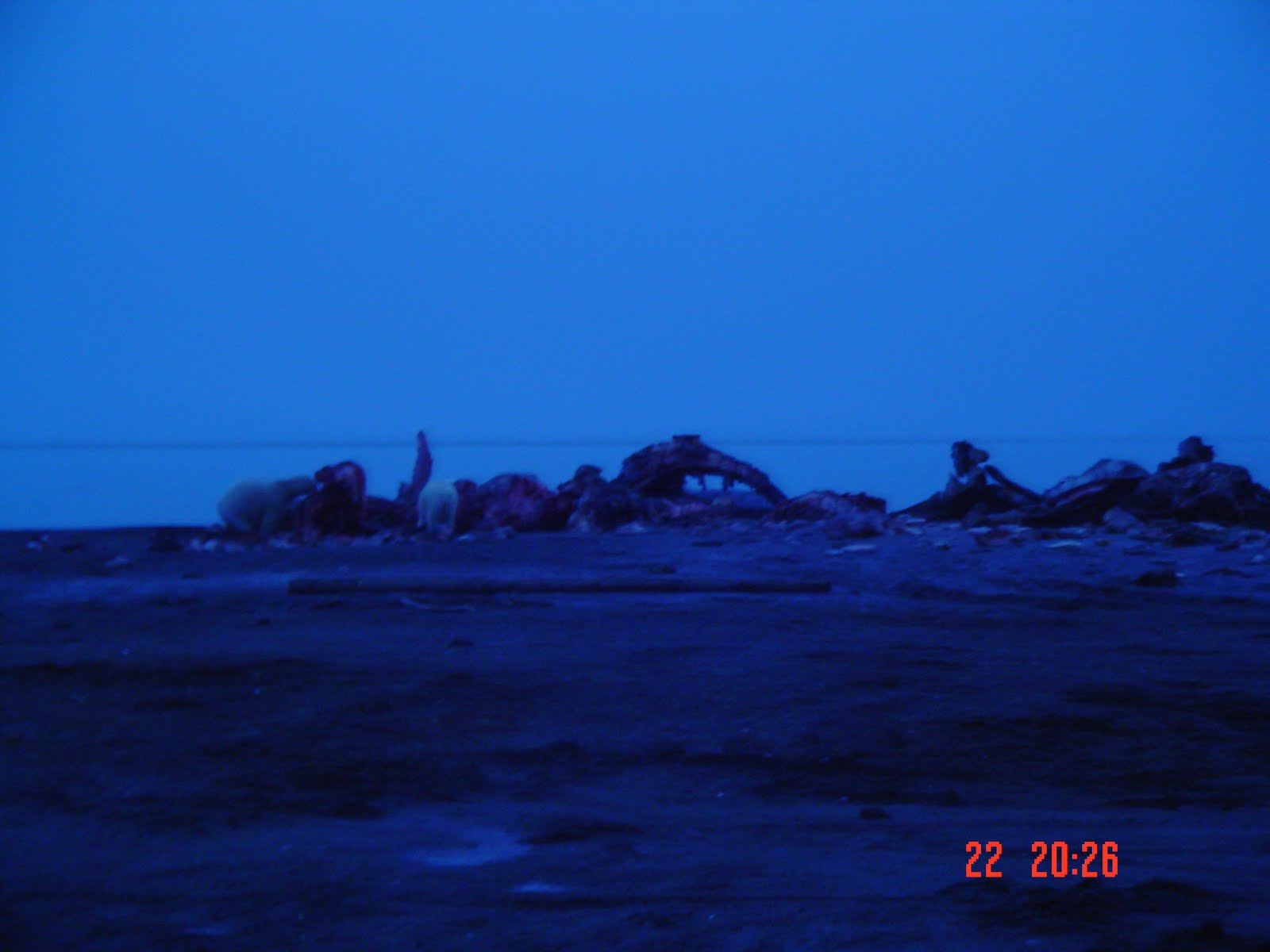 Eliot's Alaska Barter Is. (Kaktovik) Alaska