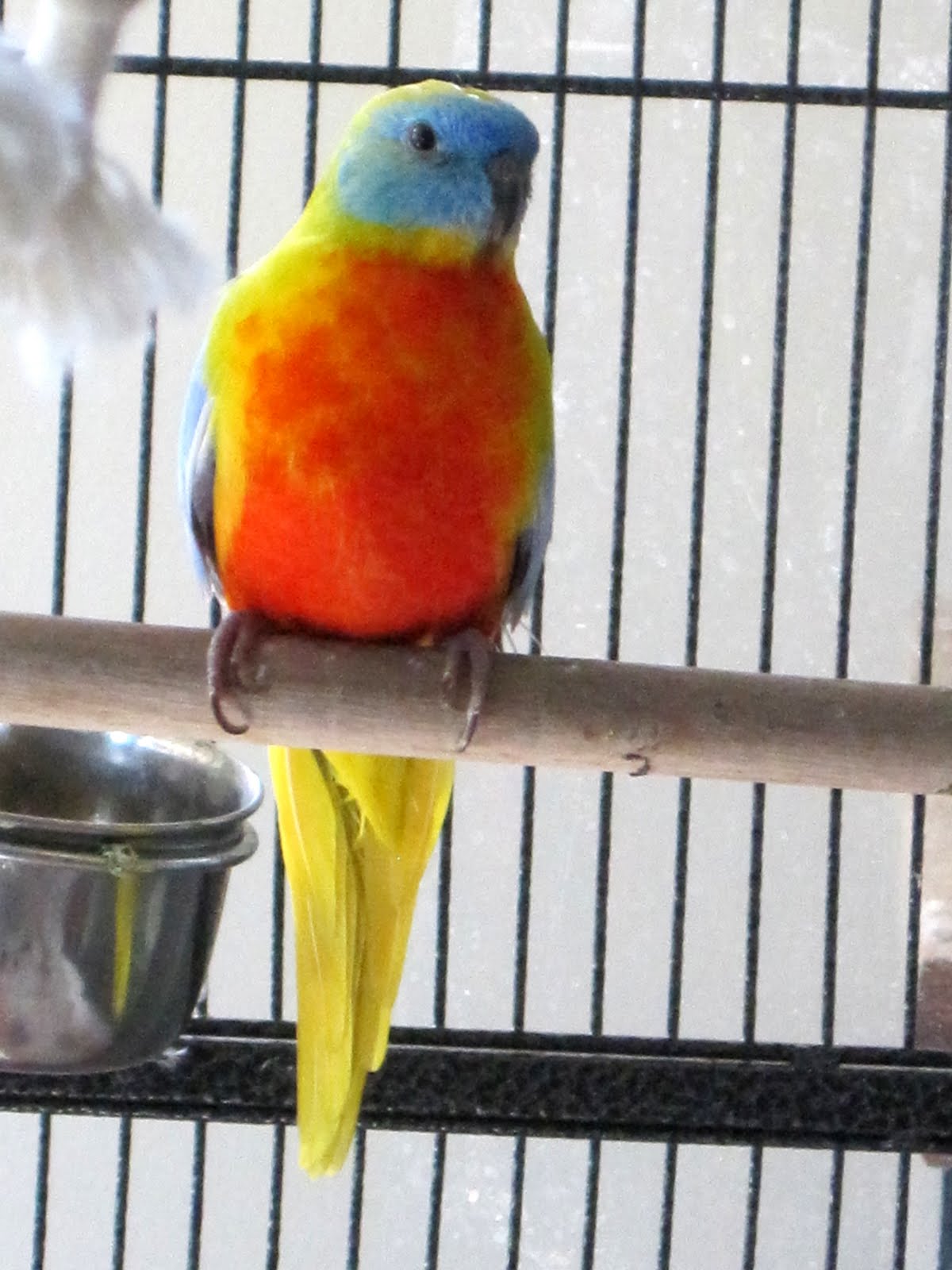 Happy Bird Place Finch and Grasskeet Blog August 2011