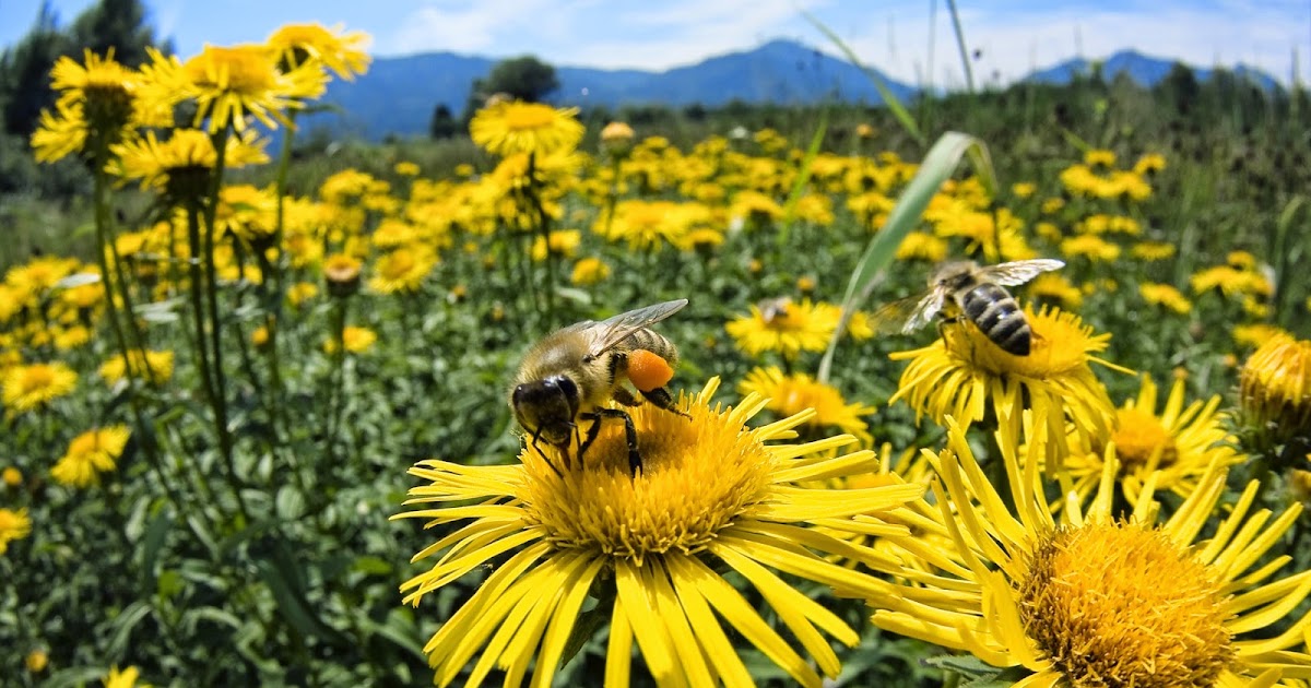 Planeta Rural campo & jardín: Una forma de atraer abejas