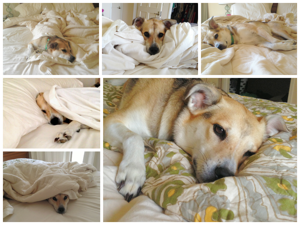 dogs without fur images of cat fur breeds picture dogs without fur images of cat fur breeds picture