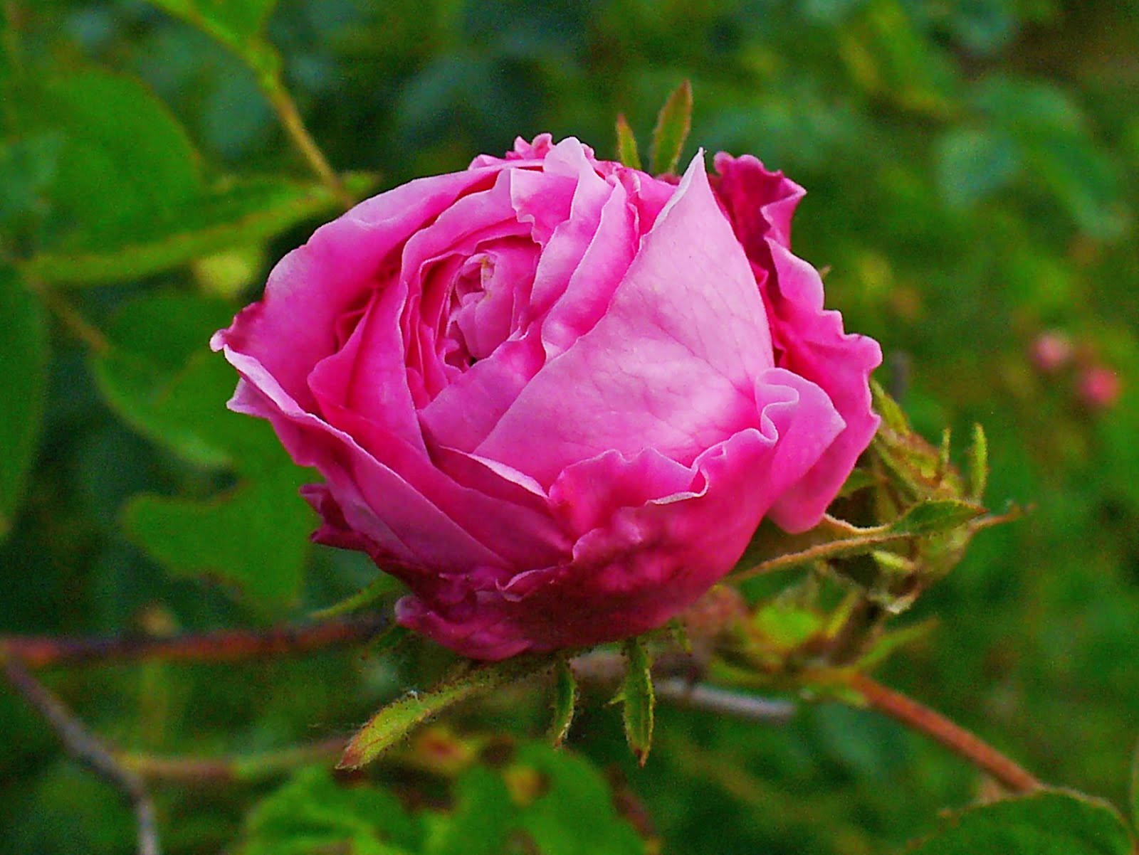 Flowerpedia Intoxicating Fragranced Roses Rosa Centifolia