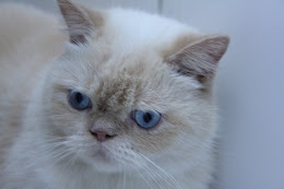 SHAKE, o primeiro de dois gatinhos