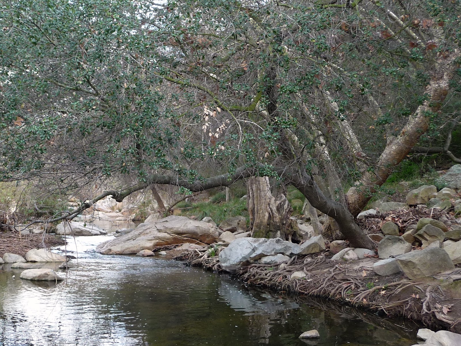 Here and There Elfin Forest