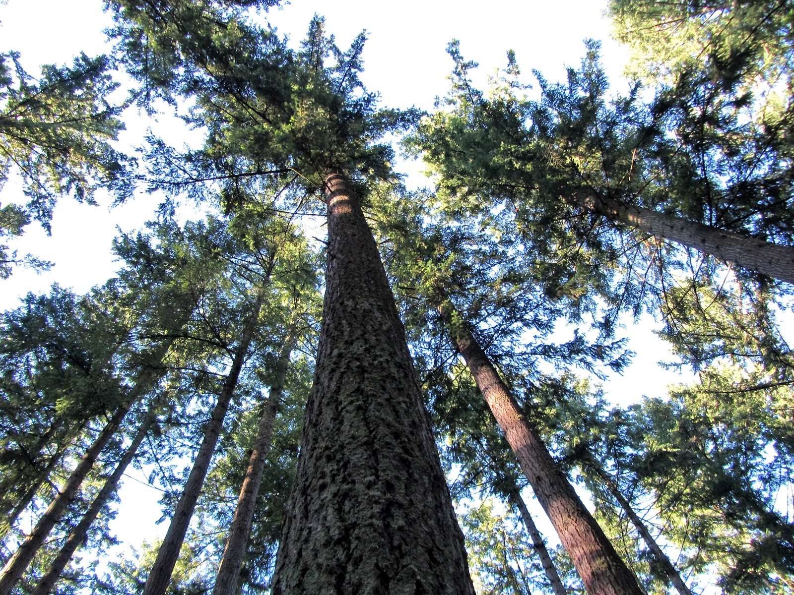 Biggest trees to see in the us November 2012 - The Road Junkies