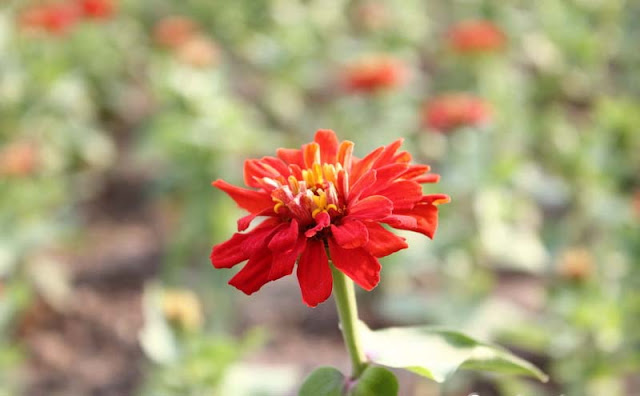 Zinnia Flowers