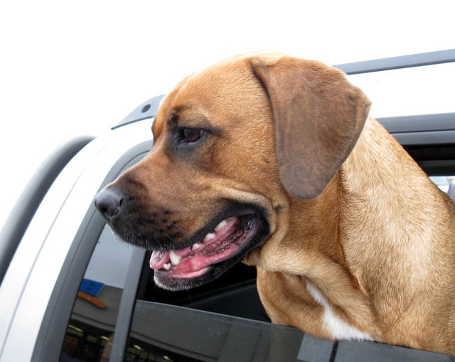 rhodesian ridgeback pug mix boxer australian shepherd mix breed australian shepherd mix breeds picture rhodesian ridgeback pug mix boxer australian shepherd mix breed australian shepherd mix breeds picture