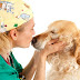 Ποιες είναι οι συχνές ασθένειες σε μεγάλους σε ηλικία σκύλους;..