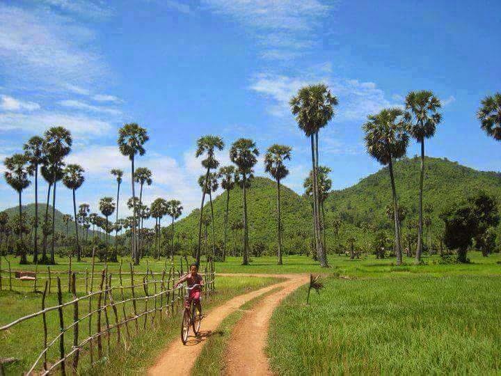 Cambodia Private Tour Sugar palm tree National Khmer icon