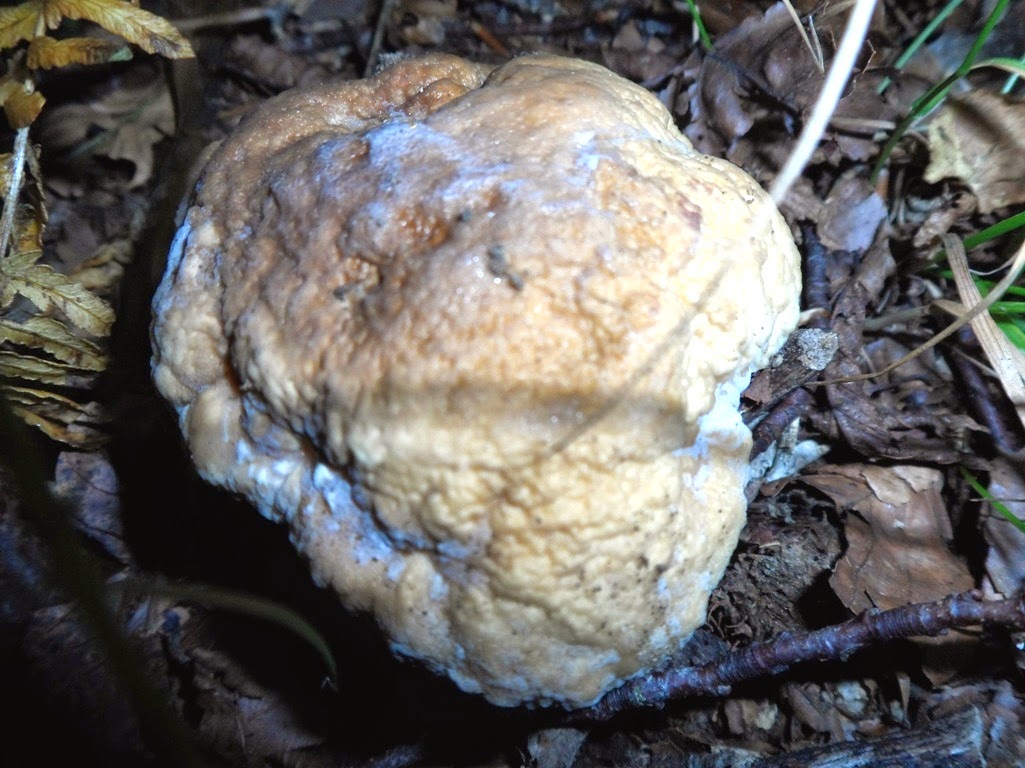 Funghi In Toscana Esplorando