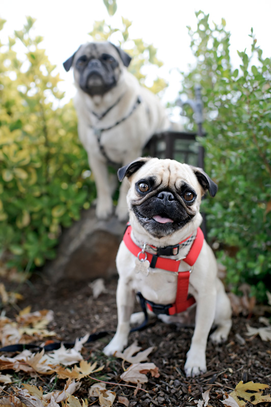 pug honking cough the daily puglet november 2011 pug honking cough the daily puglet november 2011