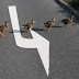 في أوروبا والدول المتقدمة.. "البط" يلتزم بقواعد المرور 