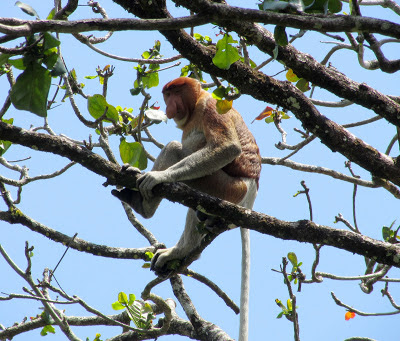 Bako Proboscis