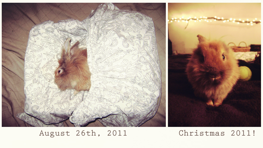 Move Forth Treating TiltHead In Rabbits Birdy