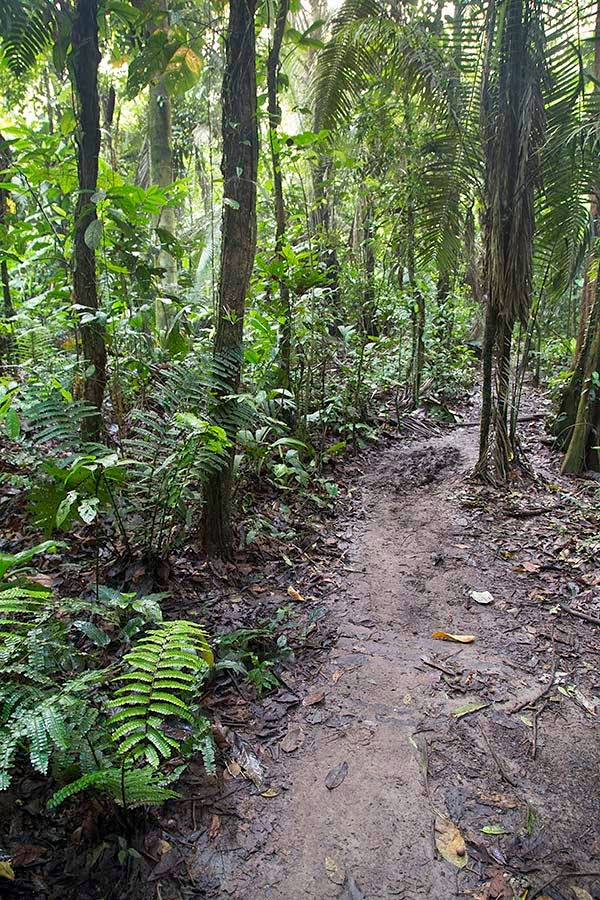 Bob's Photos Amazon Rainforest Vacation in March