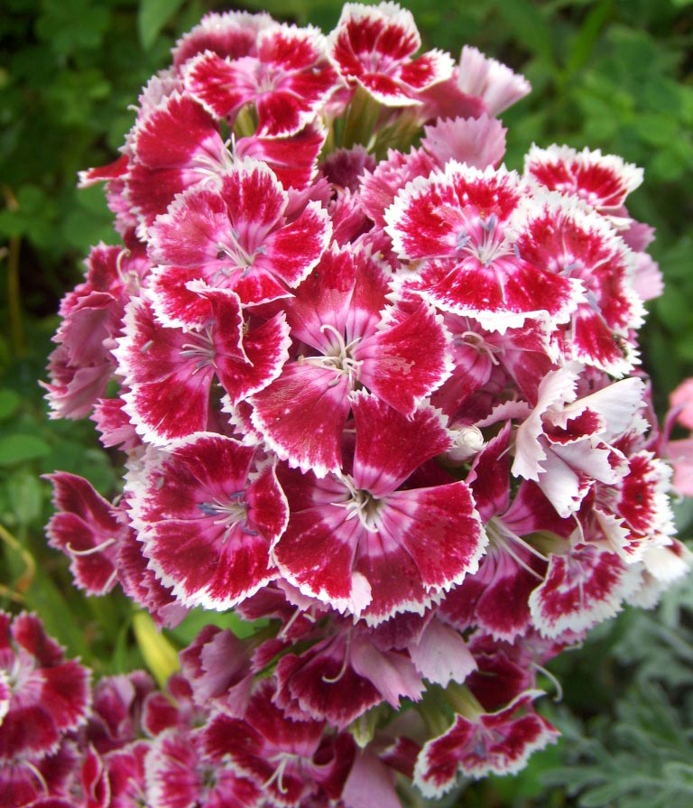 FLOWERS OF THE BLUE CLAVELES