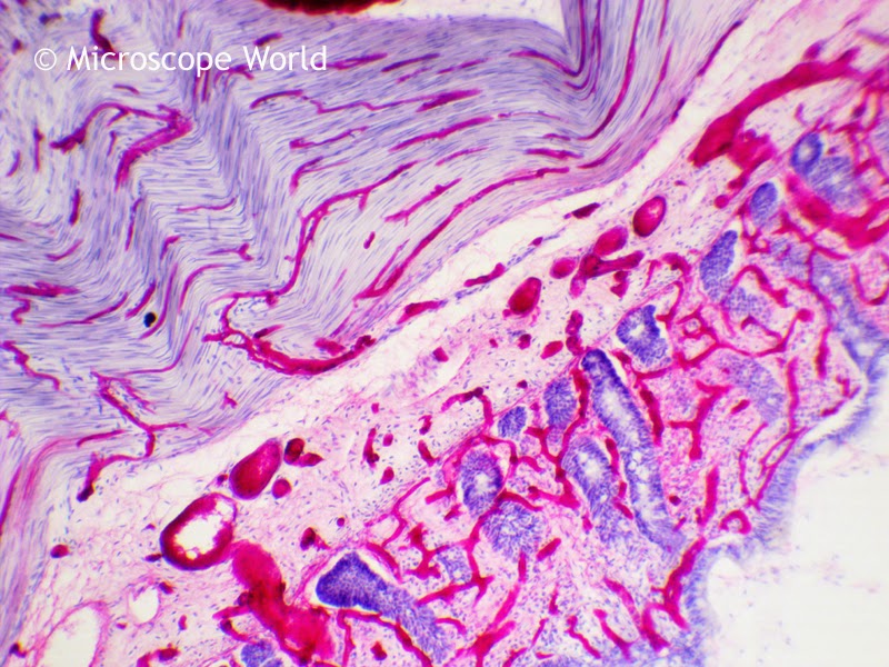 Microscope World Blog February 2015