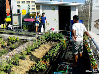 CULTIVO BIOLÓGICO EN EL CENTRO DE BANGKOK, TAILANDIA