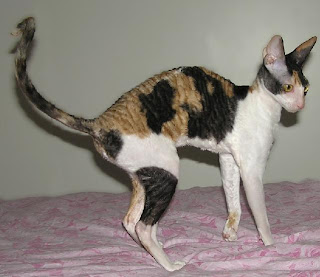 Cornish Rex Cat Pictures