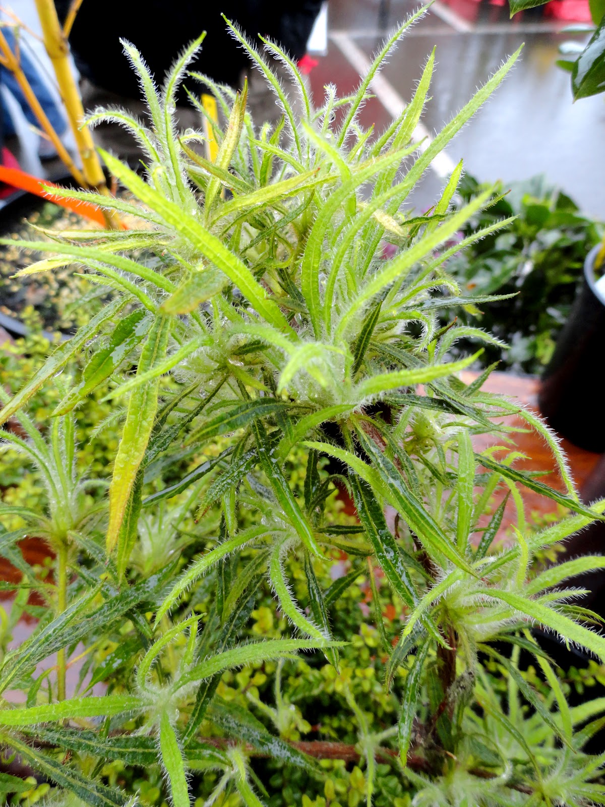 Perfect Pelargoniums