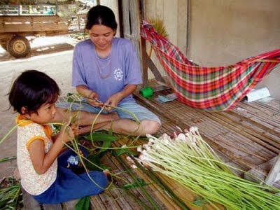 ปลูกข่าอ่อนขายรายได้ดี มีกำไร