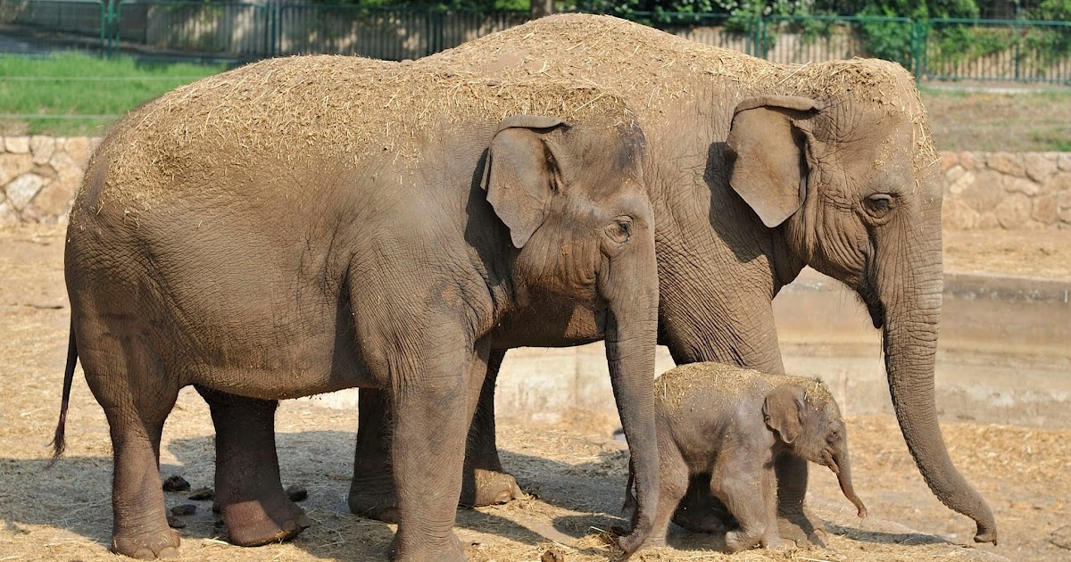 Gentle Giants Elephants Today Fun Animals Wiki, Videos, Pictures