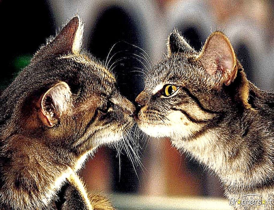 Download Free Animal Screensaver Animal Screensaver Download Download Free Animal Screensaver Animal Screensaver Download