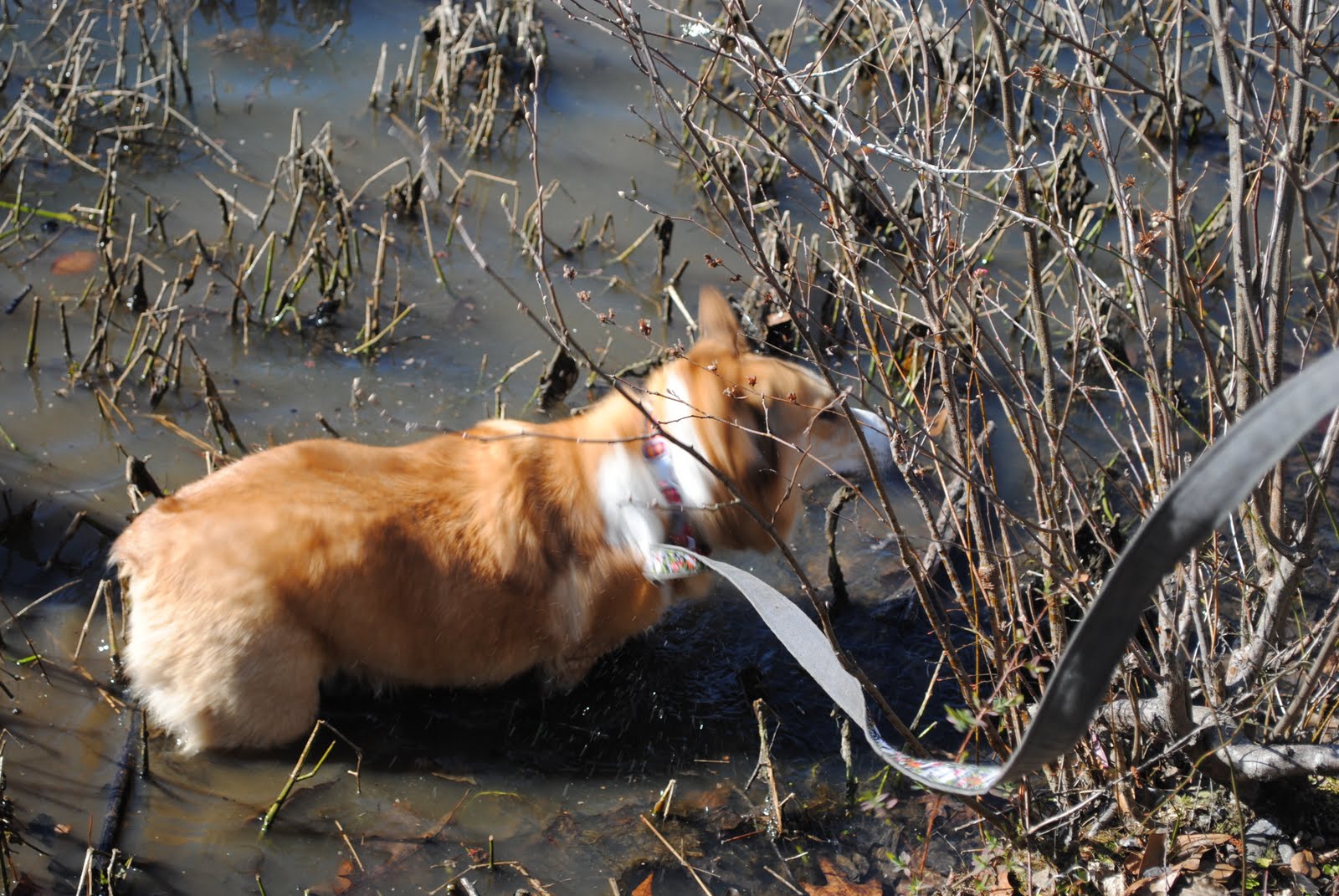Adventures of Anna the GSD Enough kitties! Swamp dog time!