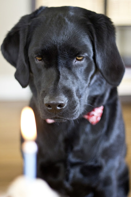 Black Labrador Retriever Pupcakes