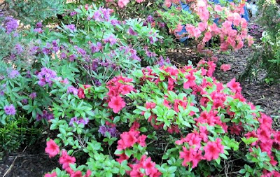 A GUIDE TO NORTHEASTERN GARDENING: May 2012