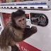 Monkey Video - Reach Car 