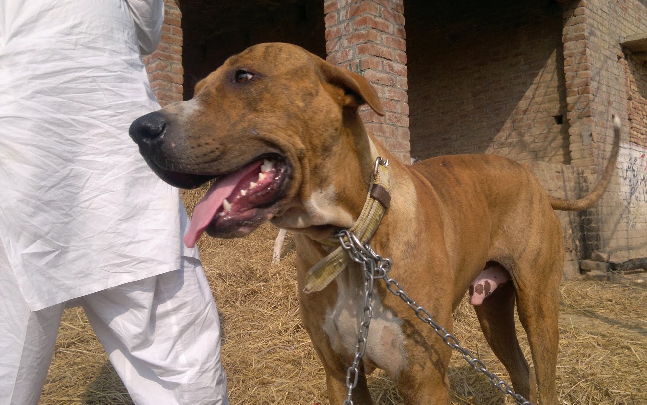 All Pakistani Big Dogs For Sale