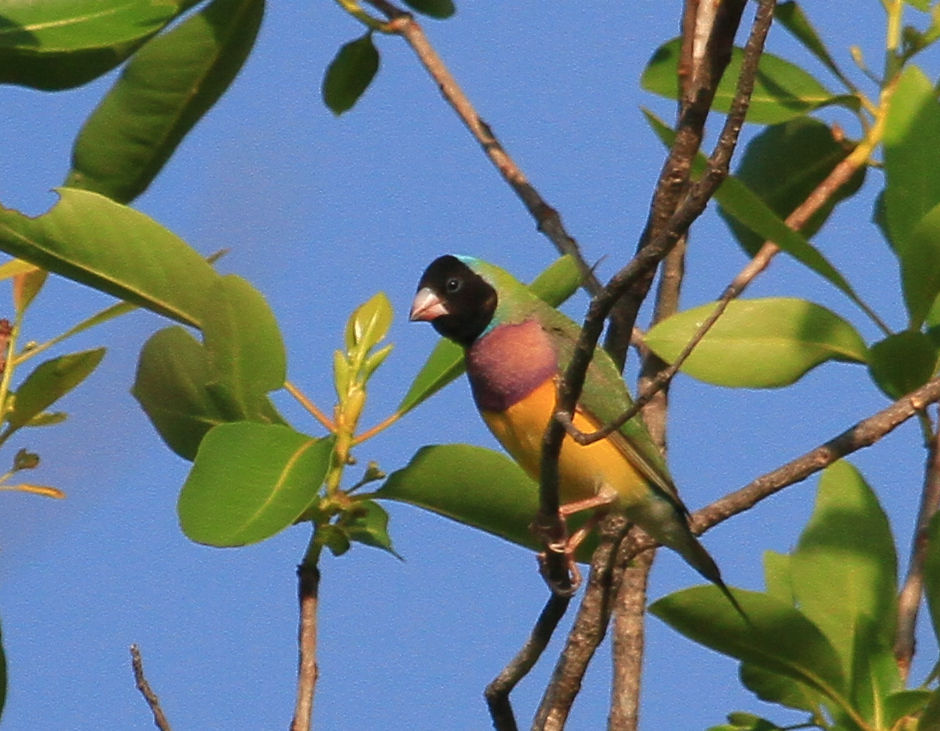 gouldian finch gouldian finch
