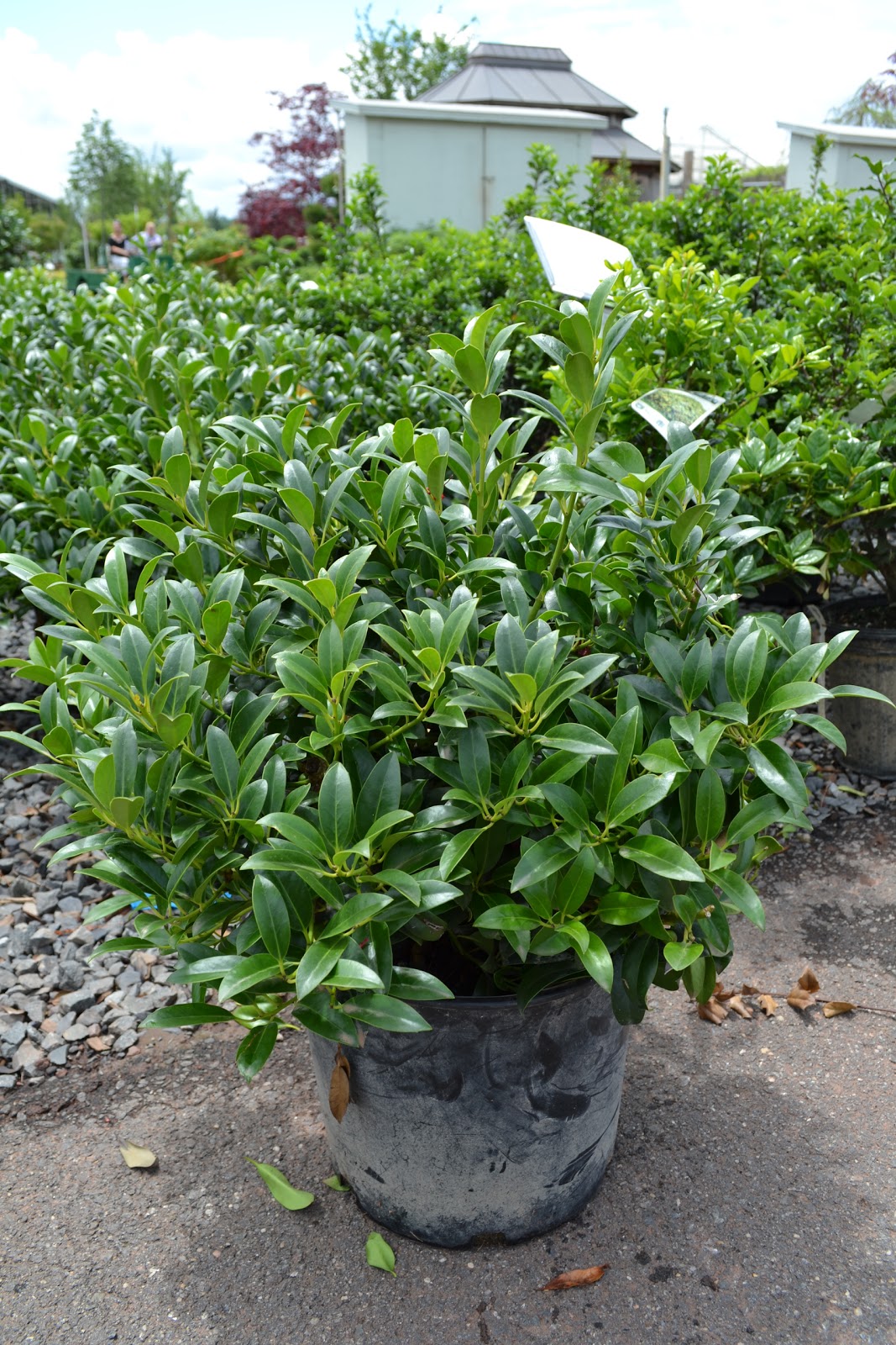 Damn good plants Holly 'Cherry Bomb'