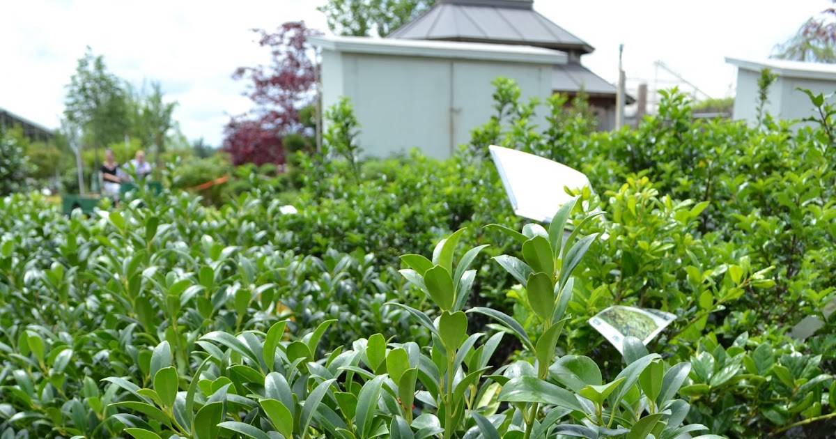 Damn good plants Holly 'Cherry Bomb'