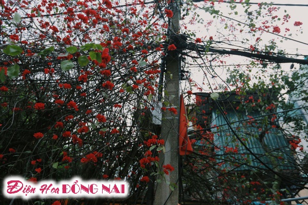 [Image: Do-ruc-nhung-chum-hoa-giay-giua-mua-dong-Ha-Noi-9.jpg]