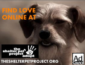 Theshelterpetproject.org