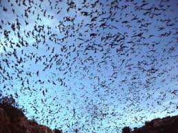 Bats Canada How To Get Rid Of Do Bats Miagrate Hybernate Or Both