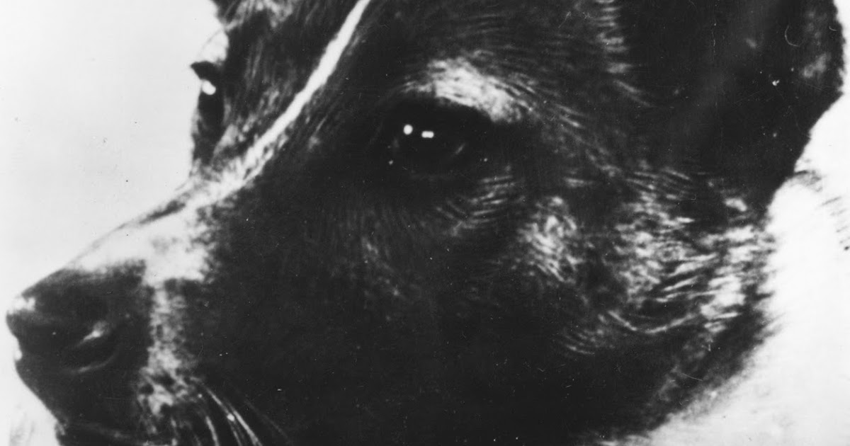 KÖPEK SEVER MİSİNİZ? Laika Uzaya Giden İlk Canlı