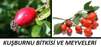 kuşburnu ve kuşburnunun faydaları, rosehip