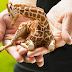 Petite lap giraffes