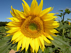 Our beautiful Sunflowers..