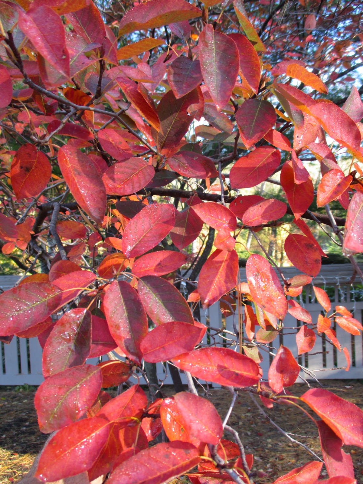 Echoes Of Eden Dayle King Searle Hydrangeas For Alkaline Soil