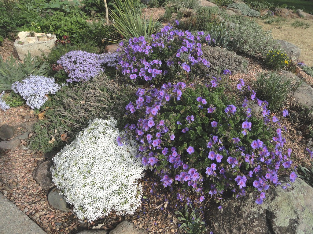 Prairiebreak The greatest rock garden plants?