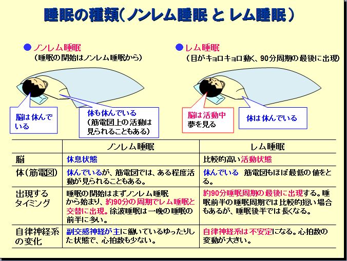 睡眠 ノンレム