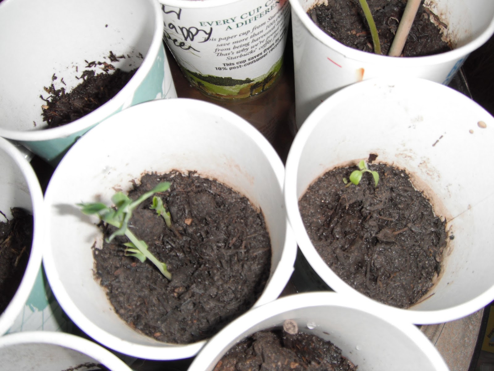 PARTY Gardening 101 How to plant peas from seeds indoor and outdoor?