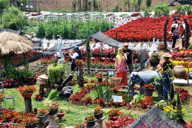 WELCOME to OUTBOUND KEBUN BEGONIA DI LEMBANG BANDUNG: Kebun Begonia