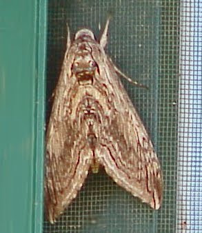 moth summer shade