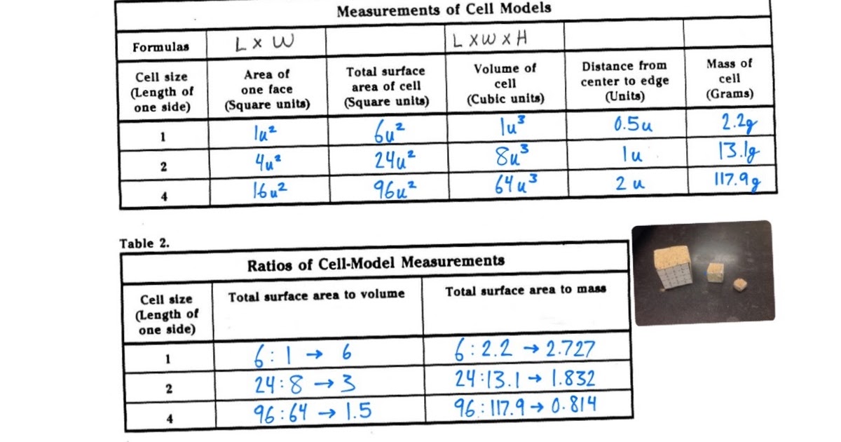 cell size lab answer key